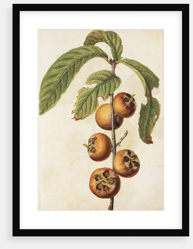 Medlar by Jacques Le Moyne de Morgues