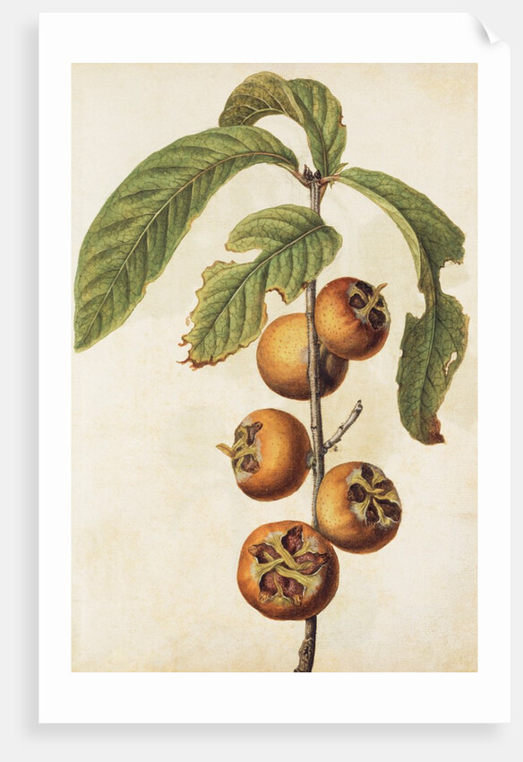 Medlar by Jacques Le Moyne de Morgues