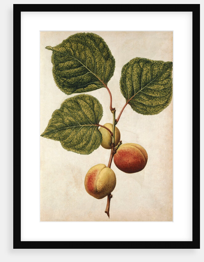 Peach by Jacques Le Moyne de Morgues