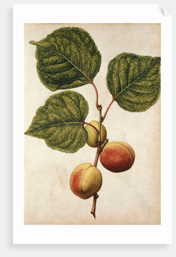 Peach by Jacques Le Moyne de Morgues
