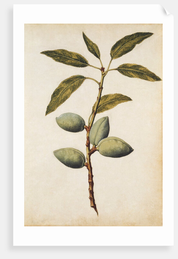 Almond by Jacques Le Moyne de Morgues