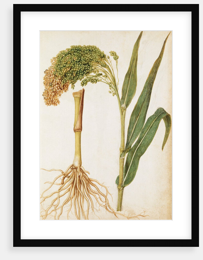 Millet by Jacques Le Moyne de Morgues