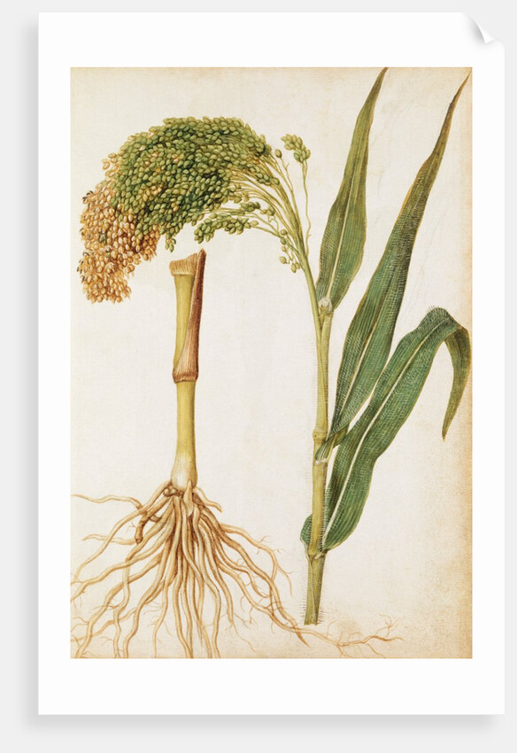 Millet by Jacques Le Moyne de Morgues
