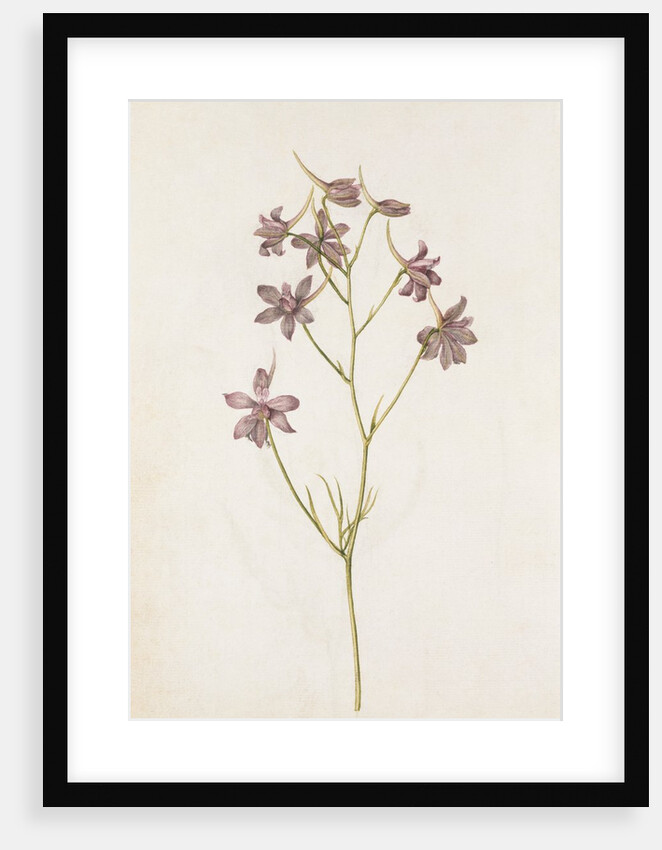 Pied Dalcette by Jacques Le Moyne de Morgues