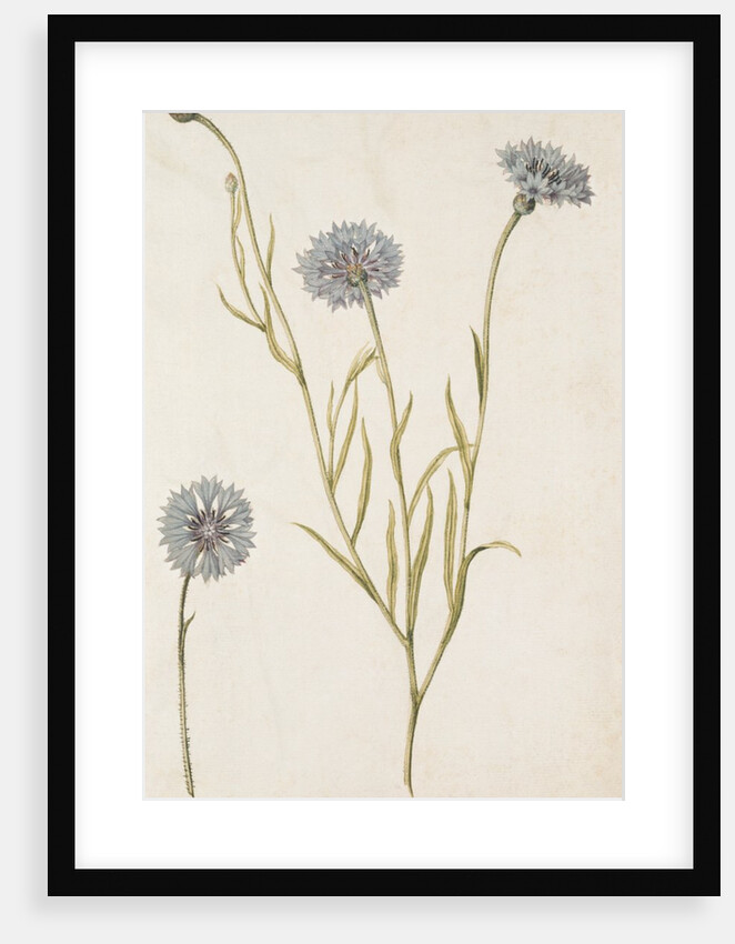 Cornflowers by Jacques Le Moyne de Morgues