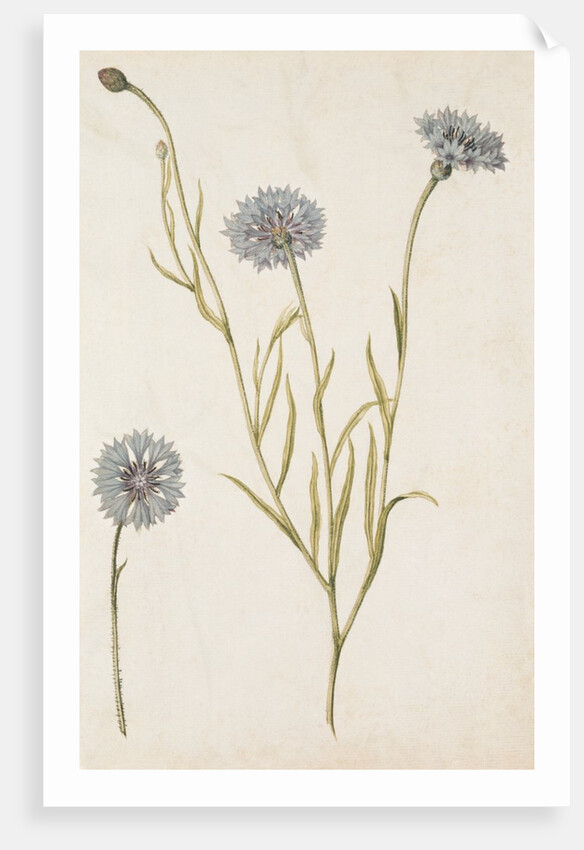 Cornflowers by Jacques Le Moyne de Morgues