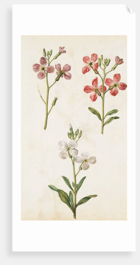 Gilly Flowers by Jacques Le Moyne de Morgues