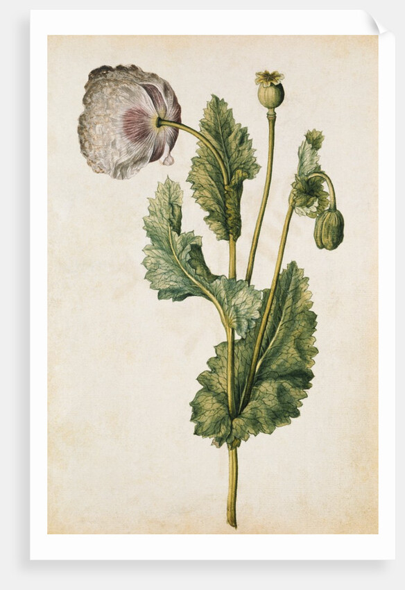 Opium Poppy by Jacques Le Moyne de Morgues