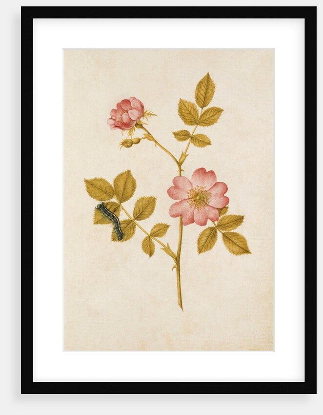 Dog Rose & Caterpillar by Jacques Le Moyne de Morgues