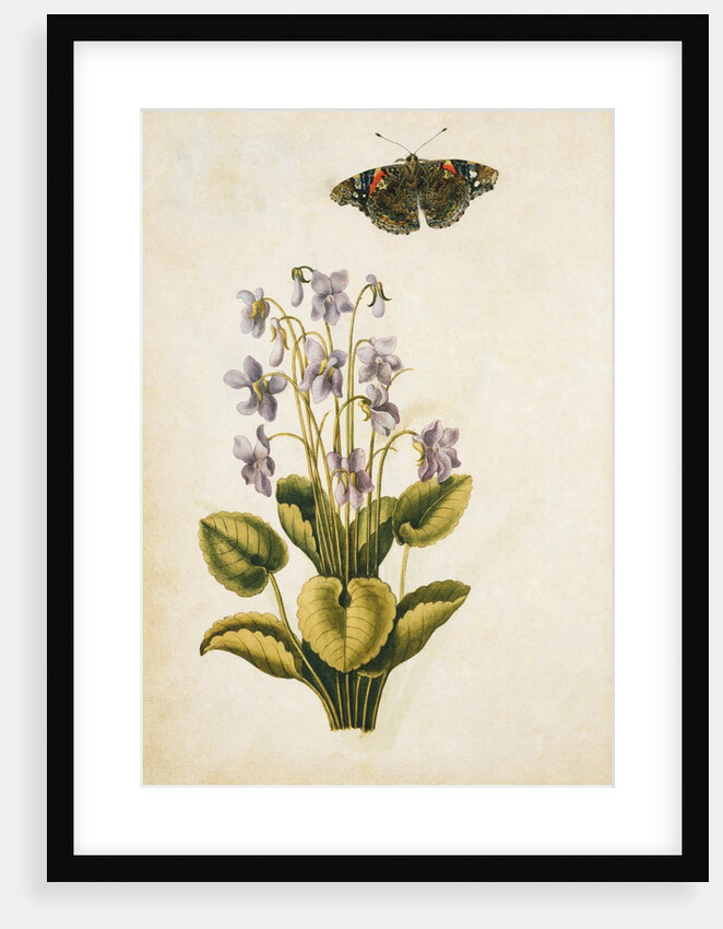 Violets and red admiral butterfly by Jacques Le Moyne de Morgues