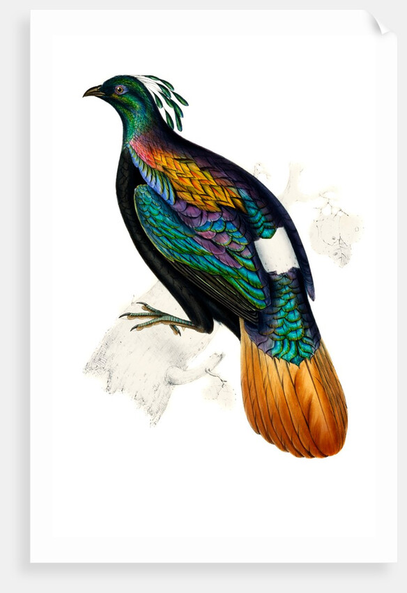 Himalayan Monal Pheasant by Paul Sandby