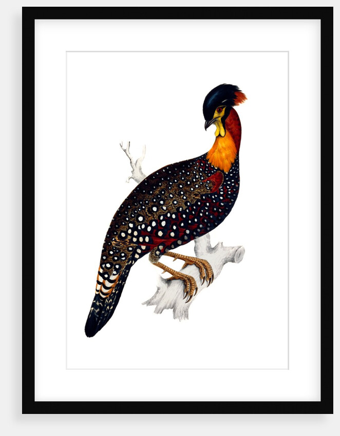 Himalayan Pheasant by Elizabeth Gould