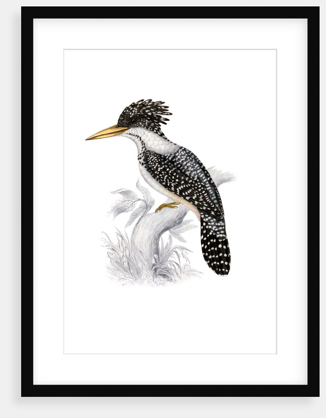 Kingfisher by John and Elizabeth Gould