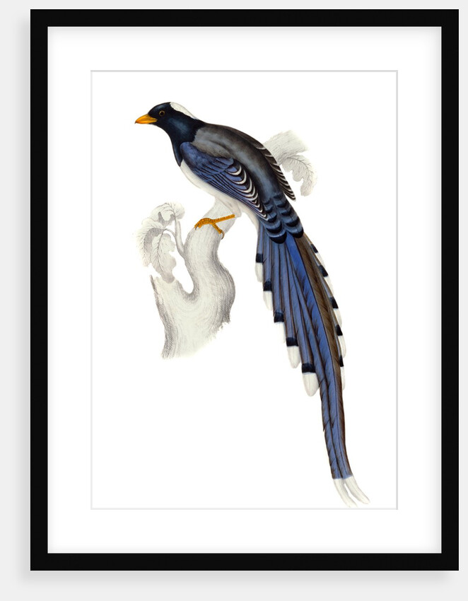 Himalayan Magpie by Elizabeth Gould