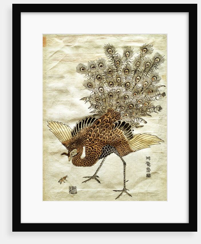 A Peacock and A Mole Cricket by Isoda Koryûsai