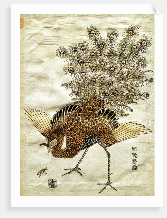 A Peacock and A Mole Cricket by Isoda Koryûsai