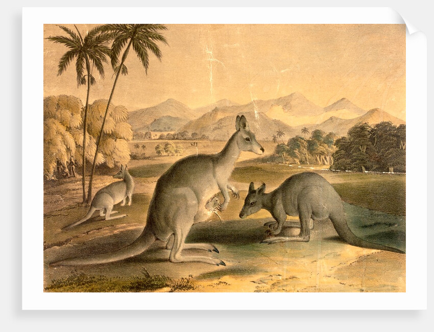 The Kangaroo by Thomas Varty