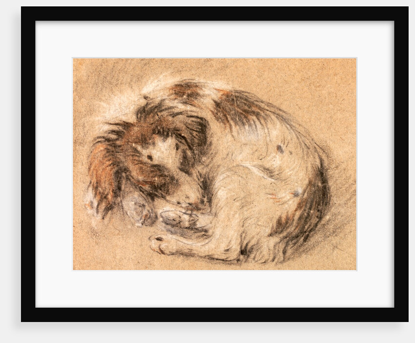 Spaniel curled up and sleeping by Cornelis Saftleven