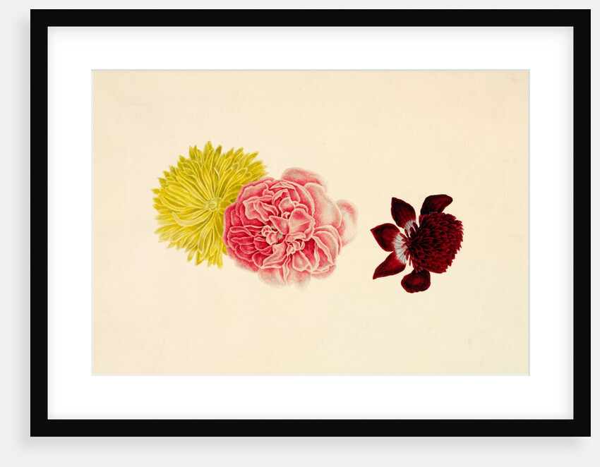 Flowers - Rose and French Marigold by Alexander Dyce