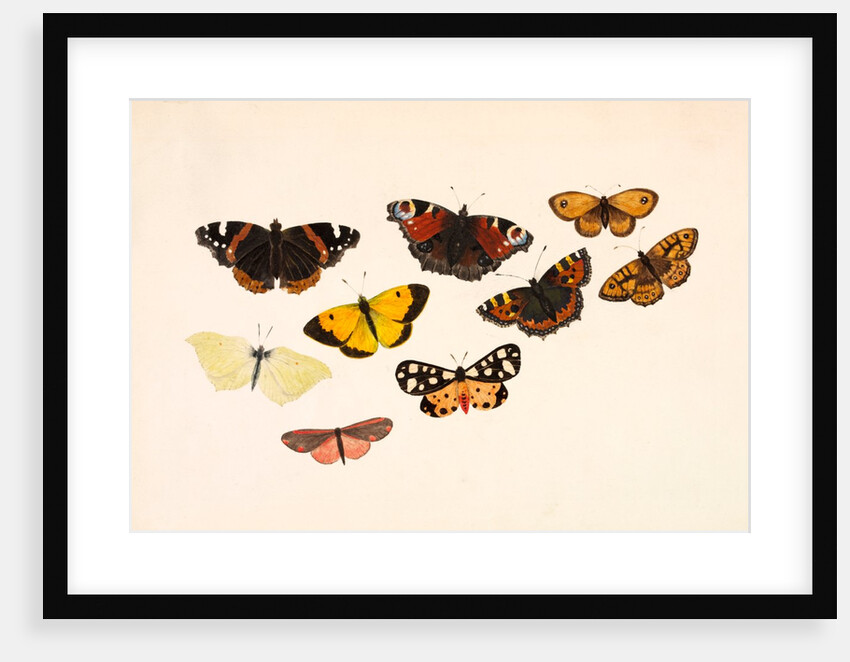 Nine Butterflies by Alexander Dyce