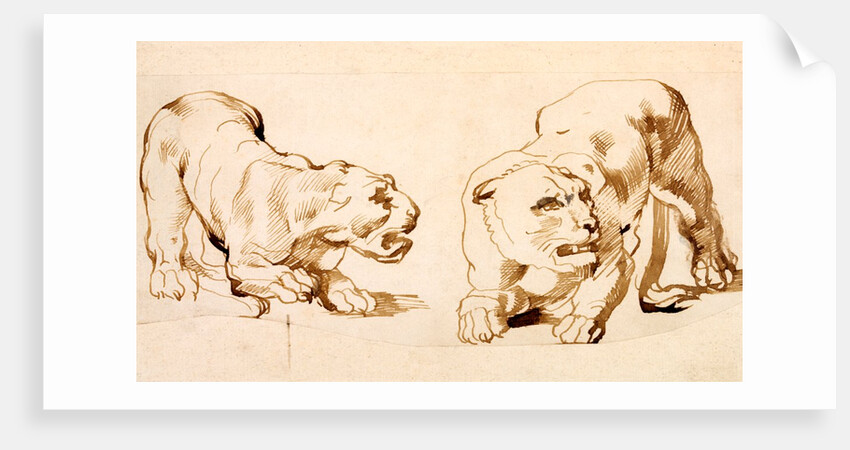 Two studies of a crouching lioness by Peter Paul Rubens