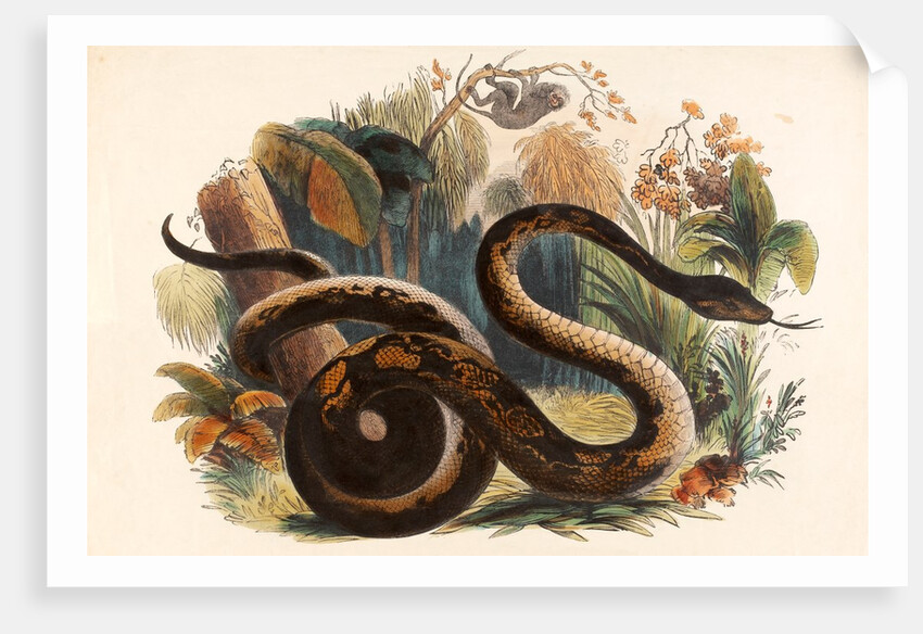 The Boa Constrictor by Josiah Wood Whymper