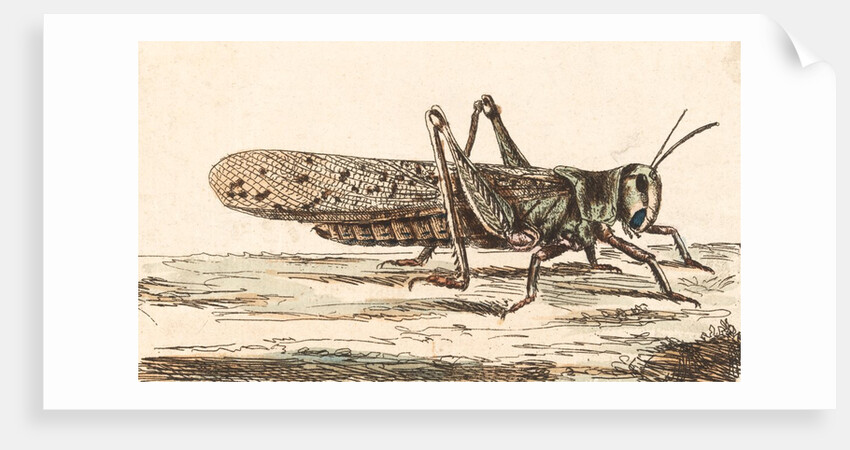 A Locust by Unknown