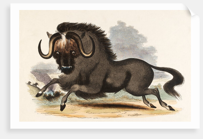 The Gnu by Josiah Wood Whymper