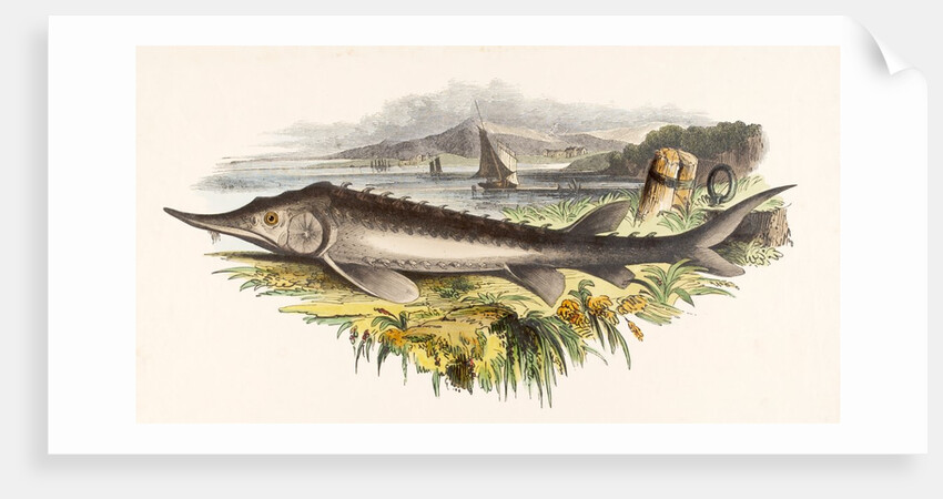 The Sturgeon by Josiah Wood Whymper