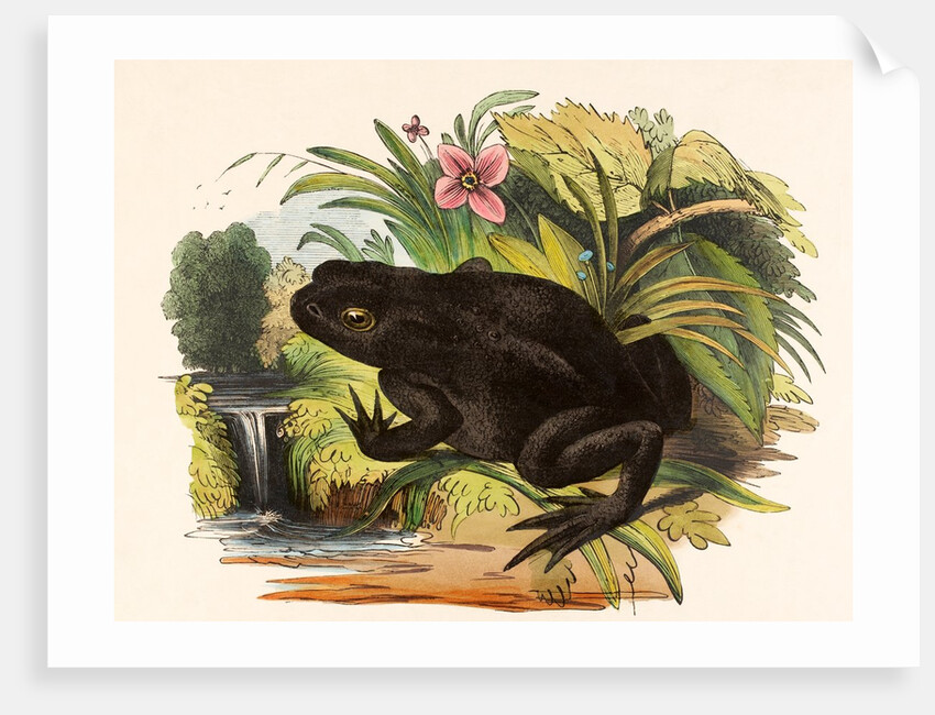 The Toad by Josiah Wood Whymper