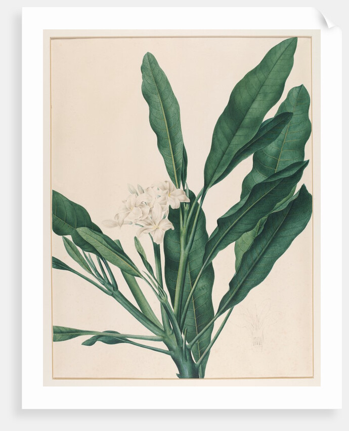 Still life study of flowers by Johann Knapp