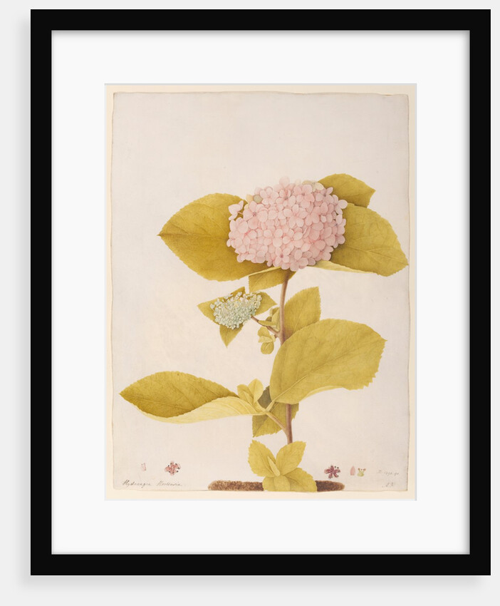 Hydrangea hortensia by A. Power