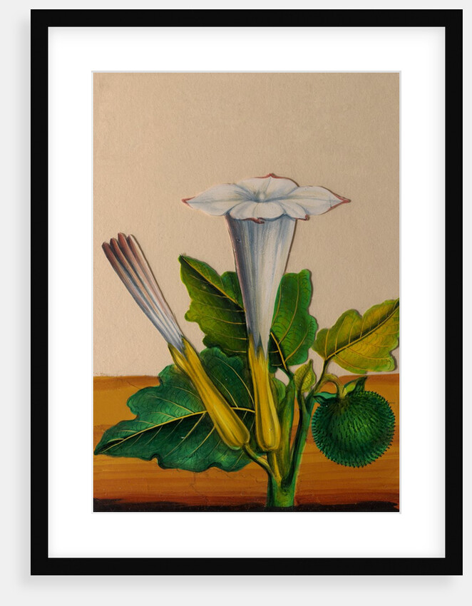 One of twelve drawings of fruits and vegetables depicting a datura by Unknown
