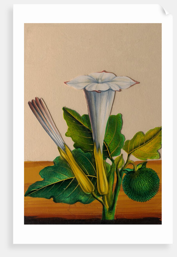 One of twelve drawings of fruits and vegetables depicting a datura by Unknown