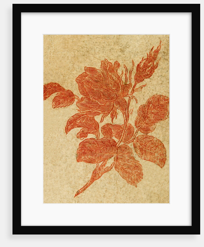Drawing of a rose by Unknown