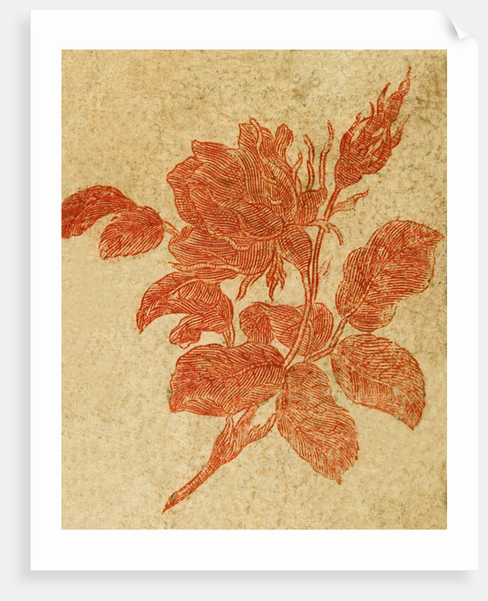 Drawing of a rose by Unknown