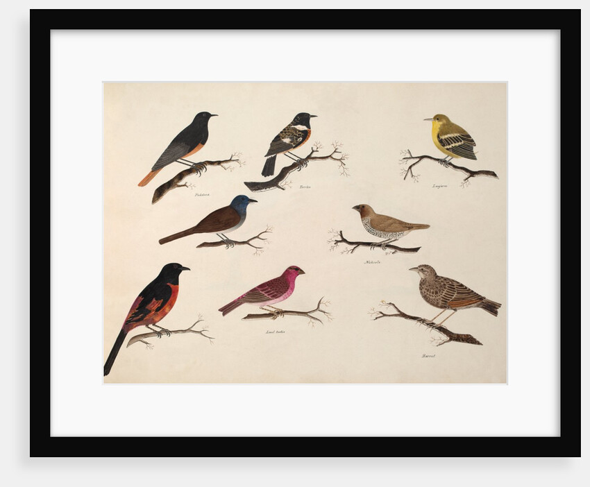 Eight birds by Unknown