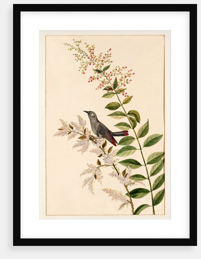 Grey bird perched on a branch by Unknown