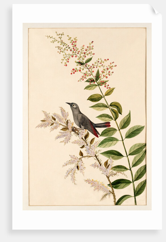 Grey bird perched on a branch by Unknown