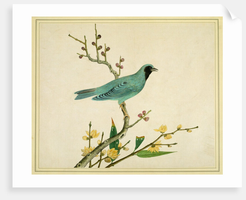 Verditer Flycatcher by Unknown