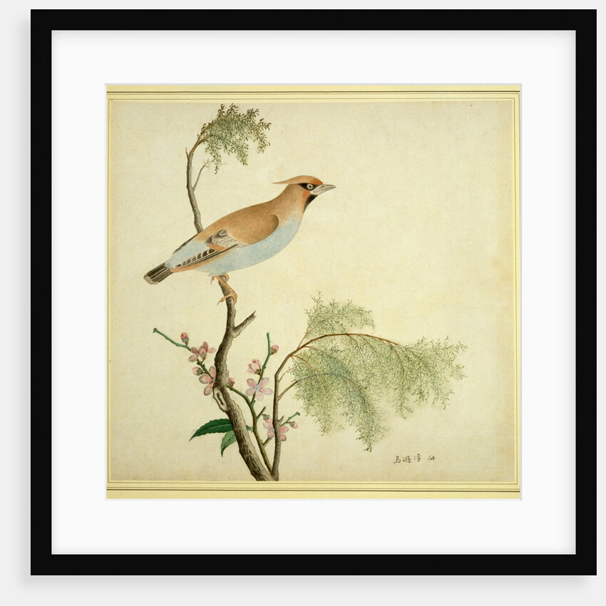 Bohemian Waxwing by Unknown