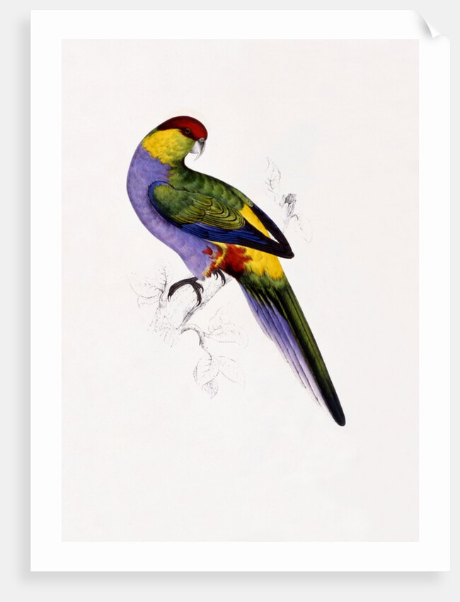 Red Capped Parakeet by Edward Lear
