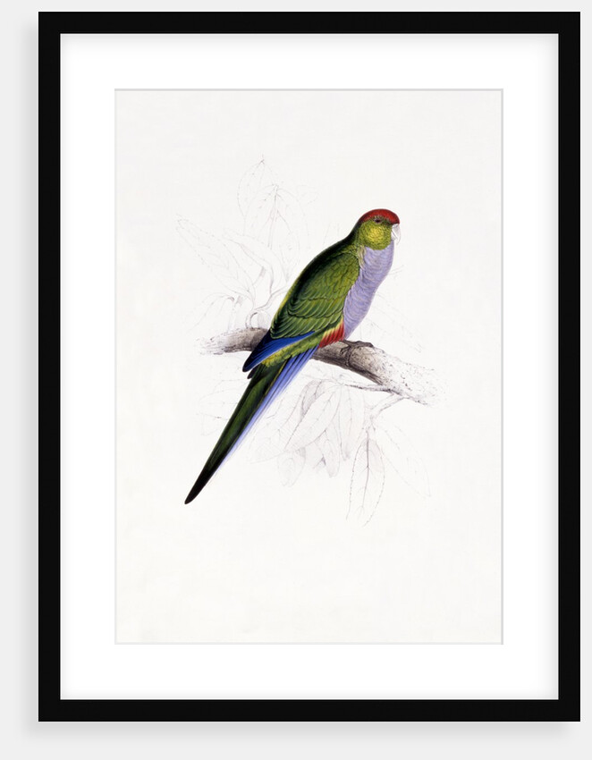 Red Capped Parakeet by Edward Lear