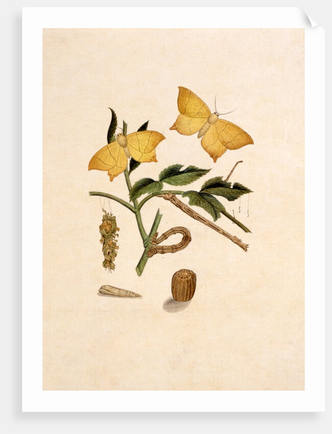 Two Yellow Butterflies by Unknown