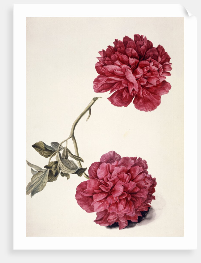 Dark Pink Peony by Unknown