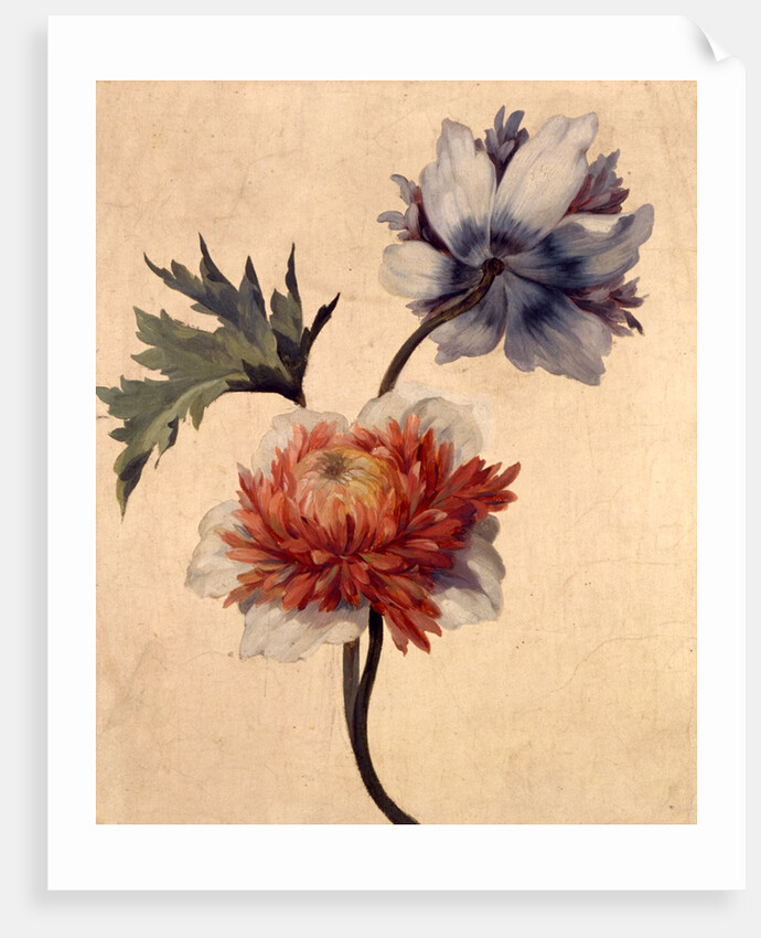 Anemone by Unknown