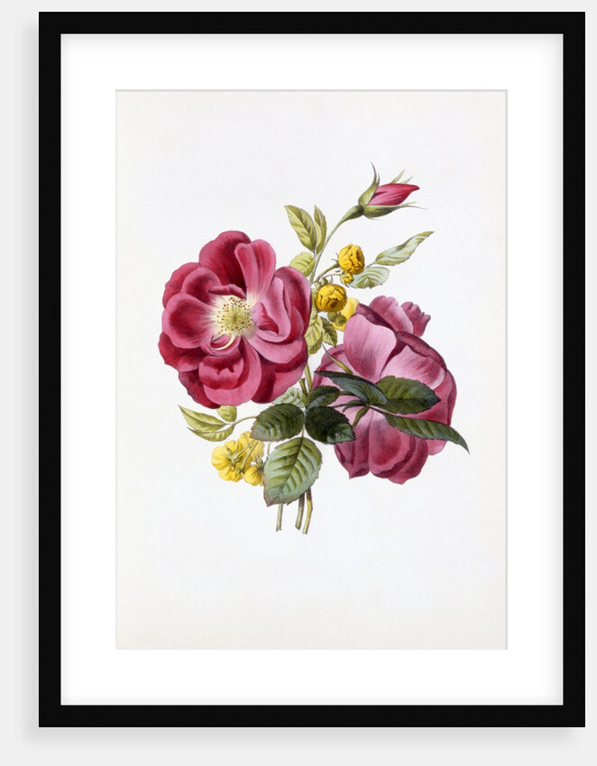 Gloire Rosamel et Rose Banks Jaune by Anonymous