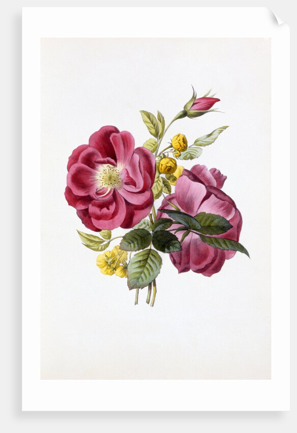 Gloire Rosamel et Rose Banks Jaune by Anonymous