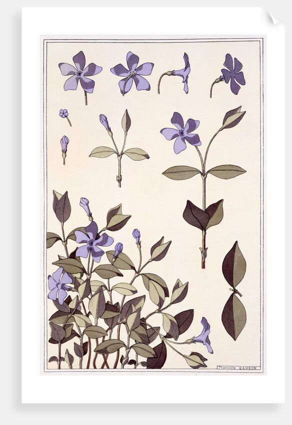 Perriwinkle by Eugène-Samuel Grasset