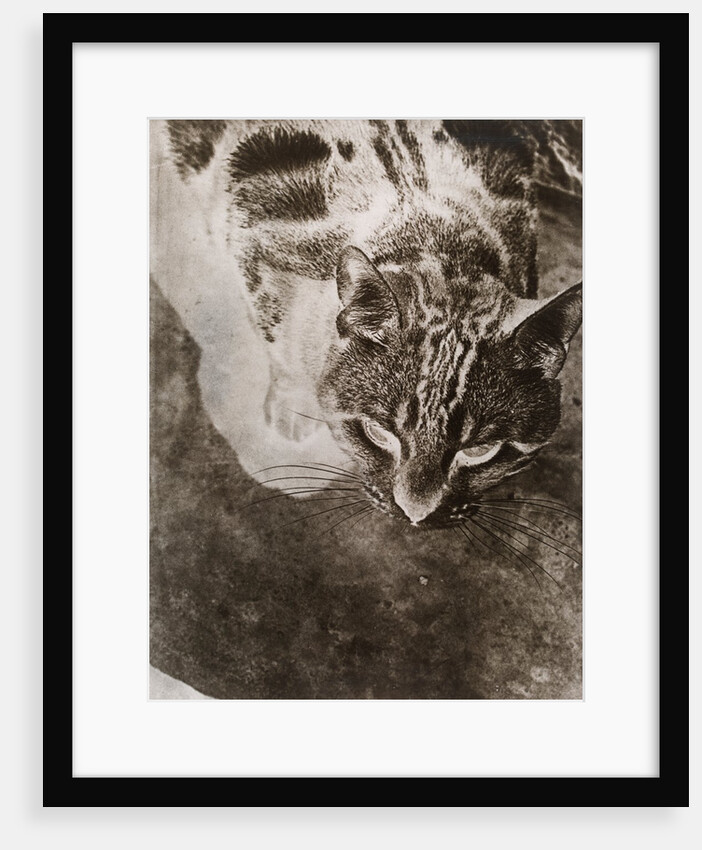 Die Katze by László Moholy-Nagy